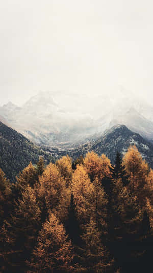 金色的秋樹與霧氣繚繞背景中的雪山。 — 秋天 壁紙