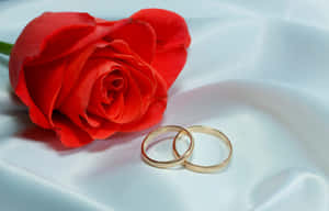 白色緞布上的紅玫瑰和金色結婚戒指。