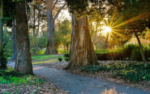 陽光穿過高大的樹木，照亮了一條鋪滿落葉的森林小徑。