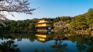 金色寺廟亭閣倒映在池塘中，伴有櫻花和綠樹 — 日本 壁紙