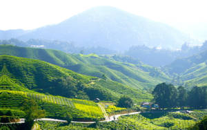 廣闊的綠色茶園在起伏的山丘上，有蜿蜒的道路和遠處的群山，夕陽西下。