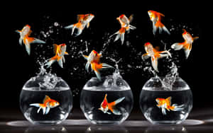 金魚從玻璃碗中躍出，水花濺在黑色背景上。