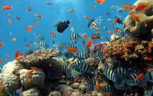 色彩繽紛的熱帶魚在清澈的藍色海水中圍繞珊瑚礁游動。 — 海洋 壁紙