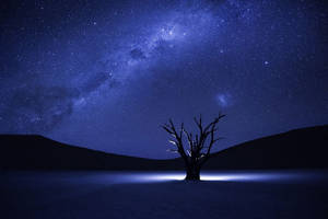 一棵孤獨的枯樹在星空夜空下，銀河可見。 — 銀河系 壁紙