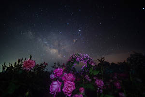粉紅玫瑰在星空下，銀河可見 — 紫色花朵 壁紙