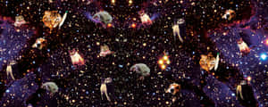 貓狗在星空宇宙場景中漂浮。 — 搞笑貓 壁紙