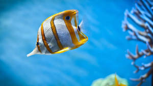 蝴蝶魚在藍色海水中靠近珊瑚滑行。
