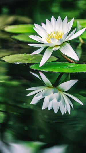 白色睡蓮，黃色花心，漂浮在池塘水面上，倒影清晰。