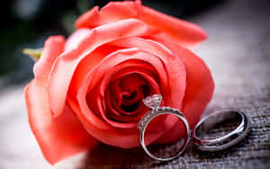 兩枚結婚戒指放在有紋理的布料上，旁邊是一朵珊瑚玫瑰。