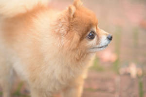 毛茸茸的棕色博美犬在戶外側身站立。