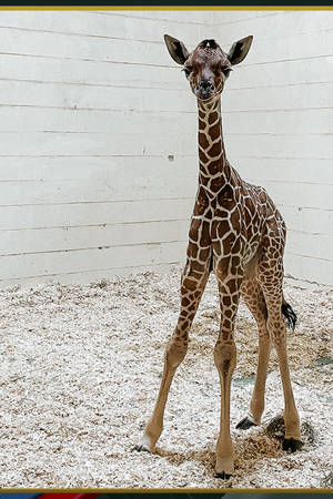 一隻長頸鹿寶寶站在動物園的圍欄內，圍欄有白色牆壁和木屑地板。