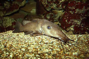一條有長鬍鬚嘅棕色鯰魚喺水族箱內嘅碎石上休息，附近有岩石。 — 魚 壁紙