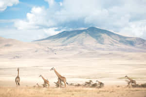長頸鹿在乾燥的草地上行走，背景有山。 — 自然風景 壁紙