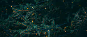 松樹枝條的特寫，溫暖的串燈在夜間發光。 — 2560x1080 壁紙