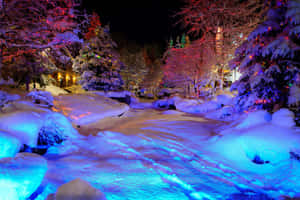 夜間樹上掛滿彩色節日燈光的雪景冬日場景。