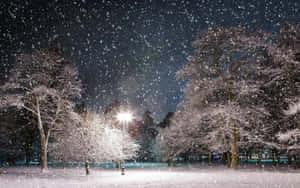 夜晚被街燈照亮的公園中積雪的樹木。