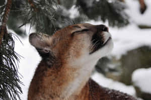 一隻美洲獅在白雪覆蓋的松樹林中閉上眼睛享受下雪。