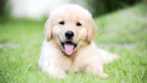 毛茸茸嘅金毛尋回犬幼犬躺喺綠色草地上伸脷