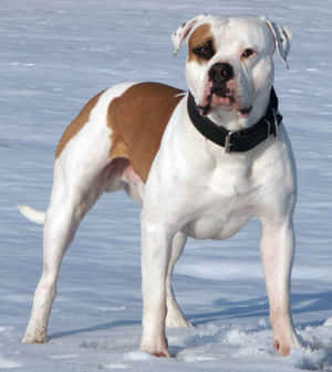 一隻肌肉發達的白色和棕色鬥牛犬戴著黑色項圈站在深雪中。
