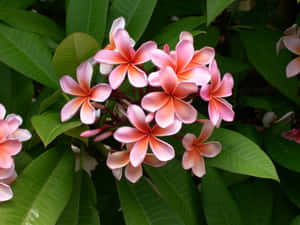 花園中一簇粉紅色雞蛋花與綠葉。 — 粉紅花朵 壁紙