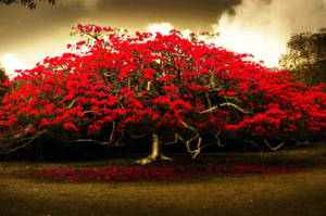 一棵樹上開滿紅花，花瓣散落在地上，天空多雲。 — 紅色 壁紙