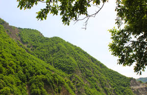 喺晴朗日子，由樹枝框住嘅綠色森林山坡。 — 綠樹 壁紙