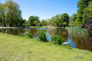 蒼鷺站在陽光普照的公園池塘附近的草地上，背景有樹木和人。