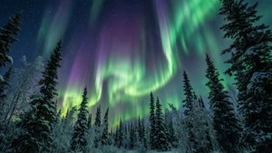 極光在夜間照耀著白雪覆蓋的松樹林