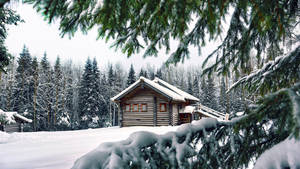 冬季森林中覆蓋白雪的小屋與松樹