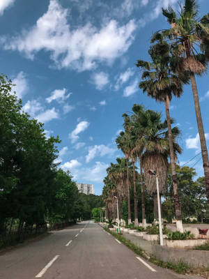 棕櫚樹成蔭的道路，在明亮的藍天下有蓬鬆的白雲。