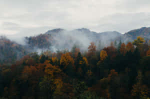 陰天下有霧山的秋林 — 迷霧森林 壁紙