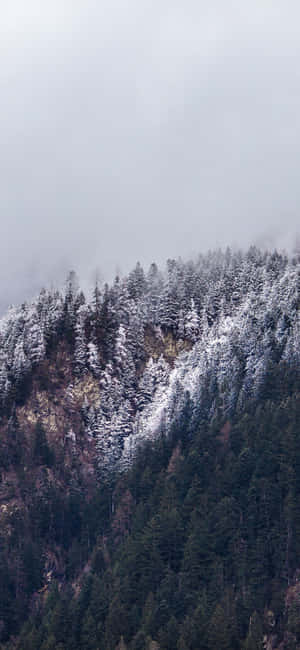 霧氣籠罩的山坡上，積雪的常青樹。 — Honor GT 壁紙