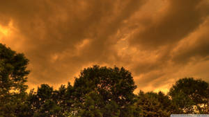 黃昏時樹梢上方有暗雲的橙色天空