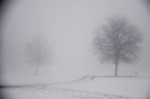 雪地中的兩棵無葉樹木，一條霧濛濛的小路蜿蜒穿過場景。