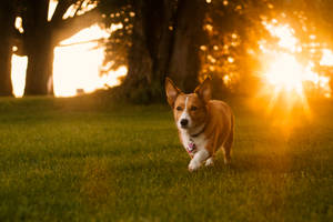 哥基犬在金色夕陽下草地上奔跑，背景有樹木