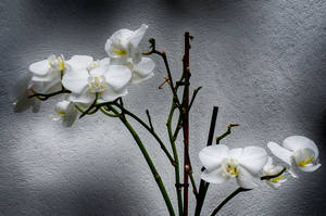 白蘭花與綠色莖幹，襯托灰色紋理牆壁。