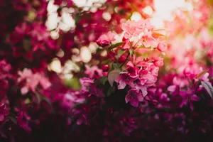 粉紅色的開花樹枝沐浴在溫暖的陽光下,背景模糊。