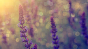 復古花卉背景 — 復古花 壁紙
