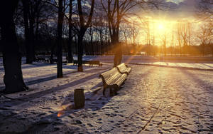 白雪覆蓋的公園長凳沐浴在金色夕陽下，光禿禿的樹木投下長長的影子。