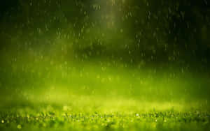 雨落在茂盛的綠草上，背景柔和發光