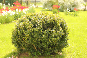 陽光花園中的圓形綠色灌木，後面有色彩繽紛的花朵。 — 植物 壁紙