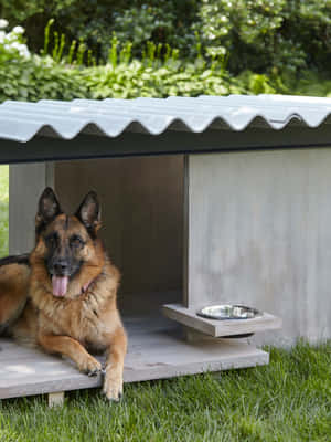 德國牧羊犬在一個現代混凝土狗屋中放鬆，配有金屬屋頂和碗。 — 狗 壁紙