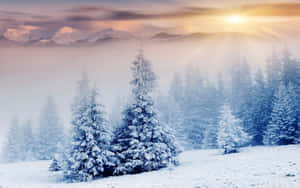 白雪覆蓋的松樹和山脈沐浴在金色晨光中，透過薄霧。 — 冬天桌面 壁紙