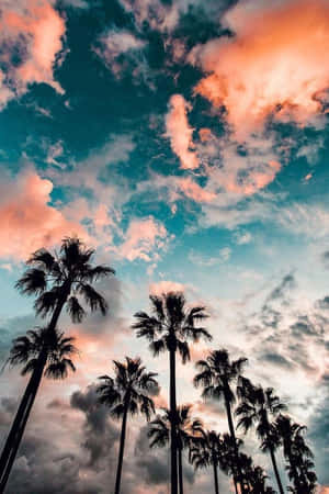 棕櫚樹在色彩繽紛的夕陽天空下形成剪影，天空中有珊瑚色和藍綠色的雲彩。 — 棕櫚樹 GIF 壁紙