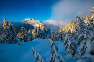 積雪的松樹和山頂沐浴在冬日的陽光中。 — MacBook Air 15 壁紙