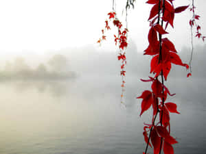紅色秋葉懸掛在霧氣瀰漫的湖面上，背景是模糊的樹木。