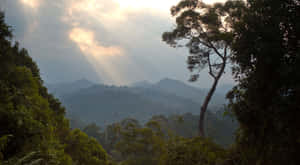 陽光穿過雲層，照耀在由一棵孤樹框住的霧氣瀰漫的森林山脈上。