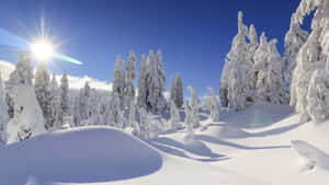 冬季森林中，明亮的陽光下積雪的樹木。 — 冬日美學 壁紙