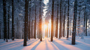陽光穿過積雪的松樹，灑落在寧靜的冬季森林中。 — 森林 壁紙