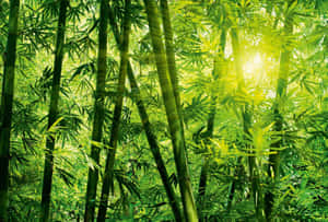 陽光穿過茂密的竹林，形成發光的綠色樹冠。